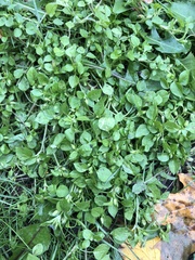 Stellaria media
