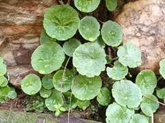 Umbilicus rupestris