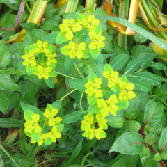 Euphorbia epithymoides
