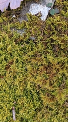 Callicladium imponens