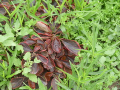 Acalypha wilkesiana