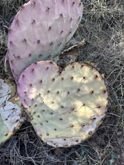 Opuntia gilvescens