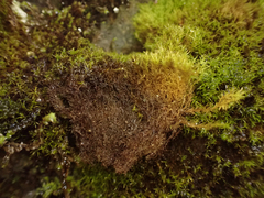 Tortella tortuosa