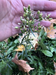 Erigeron canadensis