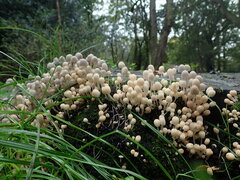 Coprinellus disseminatus