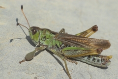 Gomphocerus sibiricus