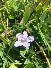Ruellia cordata