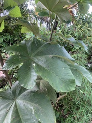Cecropia