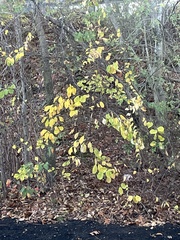 Dirca palustris