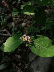 Malpighia glabra