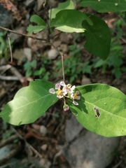 Malpighia glabra