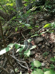 Malpighia glabra