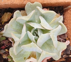 Echeveria runyonii