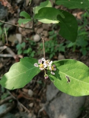 Malpighia glabra