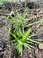 Dichanthelium laxiflorum