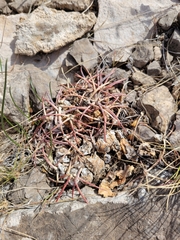 Echinocactus horizonthalonius