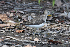 Solitary Sandpiper photo 3