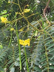 Senna