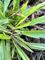 Dichanthelium laxiflorum