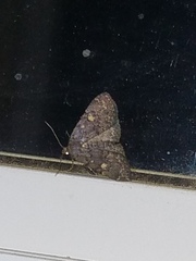 Idia diminuendis