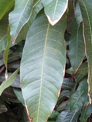 Mangifera indica