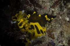 Notodoris gardineri