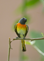 Pericrocotus cinnamomeus