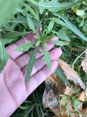Sisymbrium loeselii