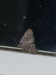 Idia diminuendis