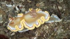 Ardeadoris rubroannulata