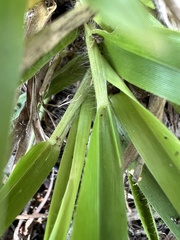 Dichanthelium laxiflorum
