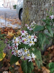 Symphyotrichum