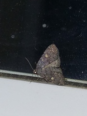 Idia diminuendis