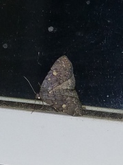 Idia diminuendis