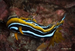 Chromodoris kuiteri