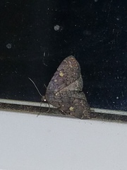 Idia diminuendis