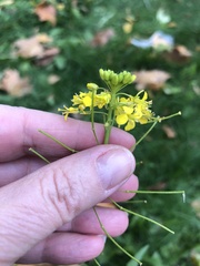 Sisymbrium loeselii