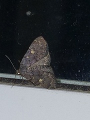 Idia diminuendis