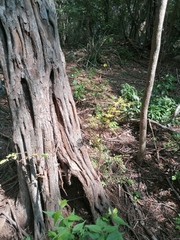 Cenostigma eriostachys