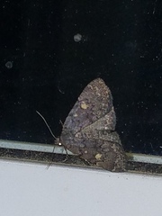 Idia diminuendis