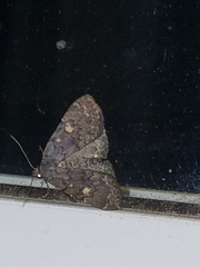Idia diminuendis