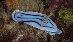 Chromodoris willani