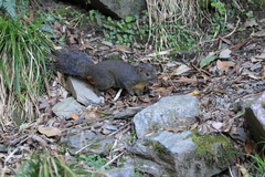 Perny's Long-Nosed Squirrel photo 3