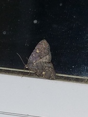 Idia diminuendis