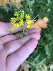 Sisymbrium loeselii