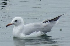 Chroicocephalus cirrocephalus