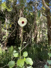 Hibiscus diversifolius