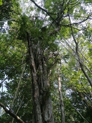 Cenostigma eriostachys