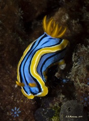Chromodoris elisabethina