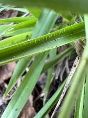 Dichanthelium laxiflorum